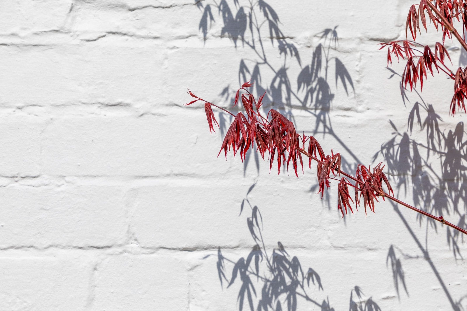 Red Japanese maple branch with narrow leaves casting shadows on a white brick wall