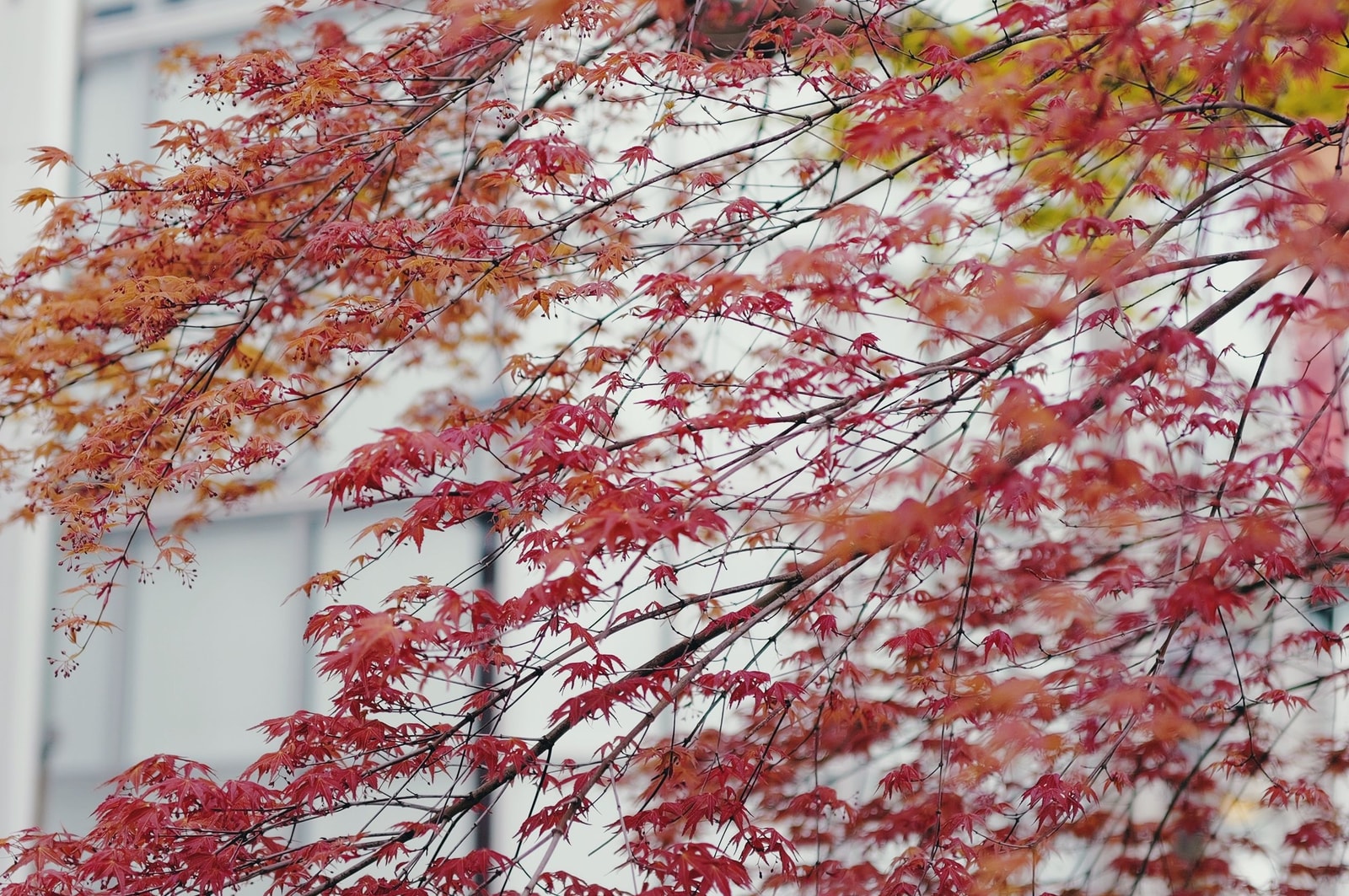 Red Japanese maple leaves on thin, finely divided branches against a pale building in autumn