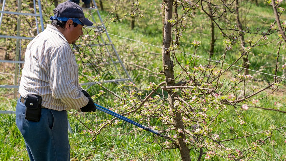 Farmer trimming fruit tree branches with loppers in an orchard