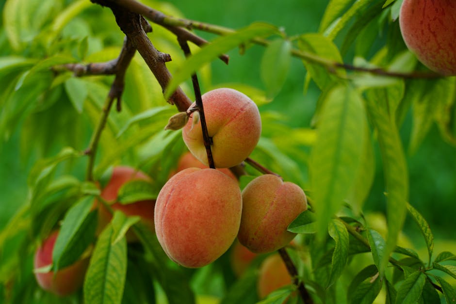 Ripe peaches growing on a branch in direct summer sunlight