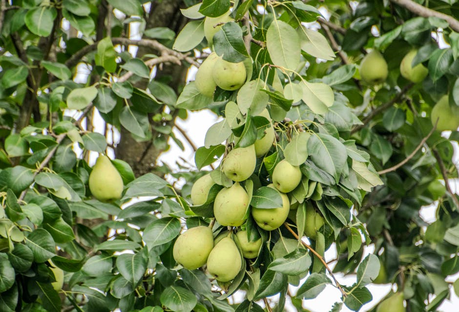 A pear tree loaded with ripe green pears among vibrant leaves