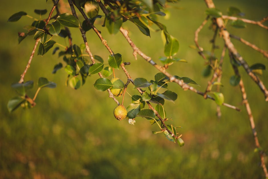 Close-up of a ripe pear hanging from a tree branch