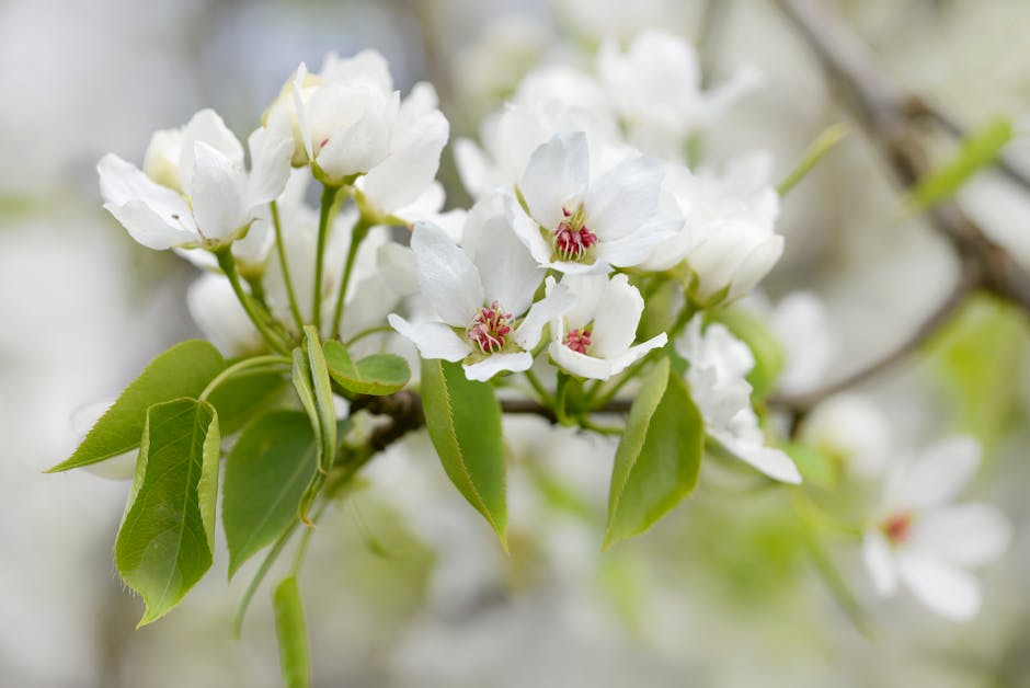 White pear tree blossoms in spring bloom against blue sky