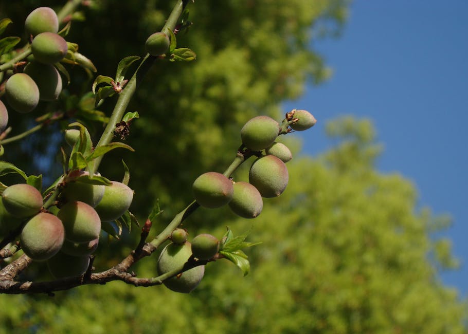Ripe purple plums growing on a plum tree branch