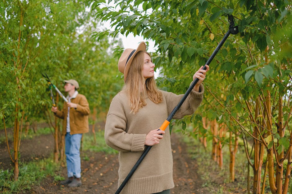 Two workers pruning tree branches together using a pole saw in an orchard, demonstrating the buddy system