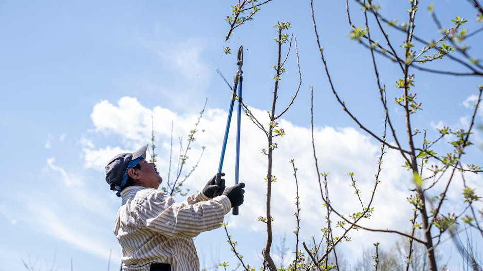 Man pruning tree branches against a clear blue sky during spring maintenance