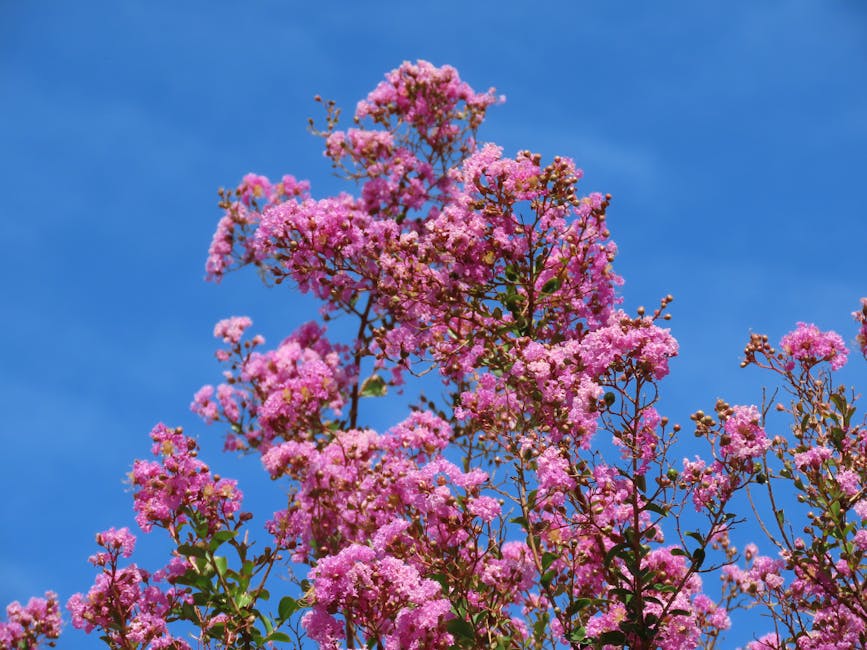 Pink crepe myrtle flowers blooming in summer