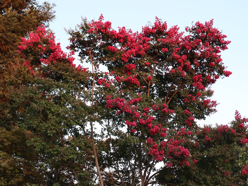 Vibrant red crepe myrtle blossoms filling a tree canopy at sunset
