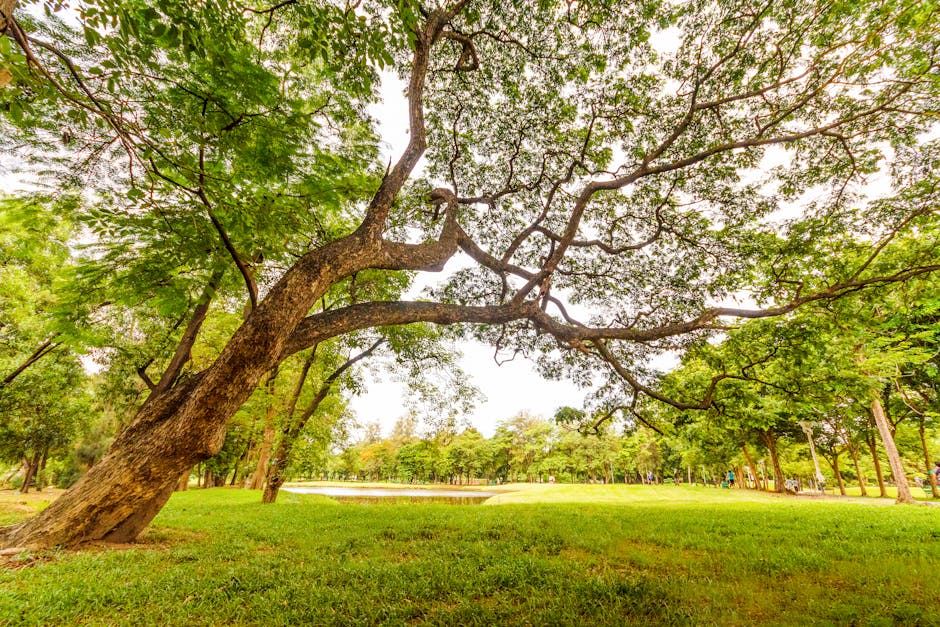 A serene park scene with a sprawling tree offering shade over lush green grass on a sunny day