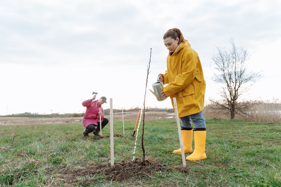 Two people planting a young tree outdoors with support stakes