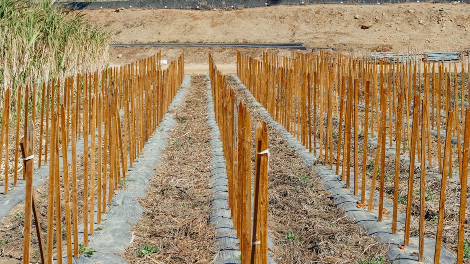 Wooden garden stakes arranged in rows in a prepared garden plot