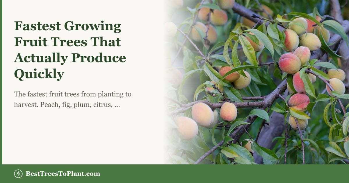 Fastest Growing Fruit Trees That Actually Produce Quickly | Best Trees ...
