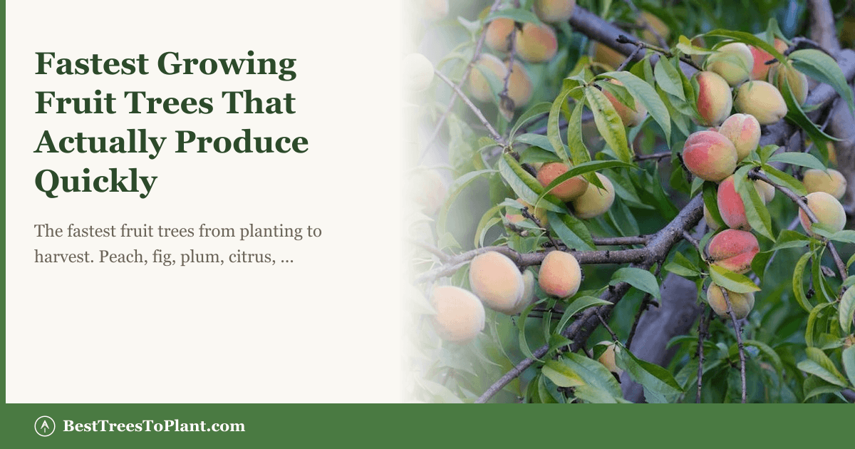 Interesting Info About What Is The Fastest Growing Fruit Tree
