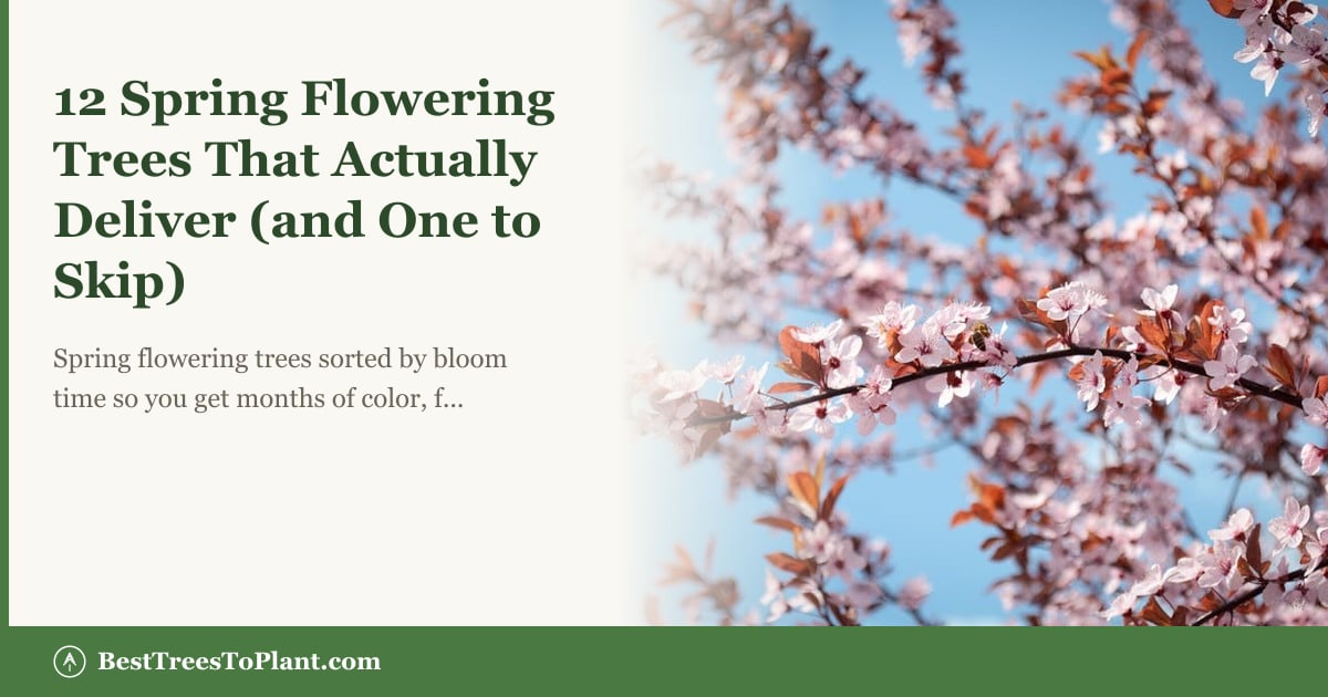 Spring Tree Flower Guide 12 Spring Flowering Trees That Actually Deliver (and One to Skip ...
