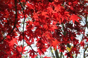 Japanese Maple