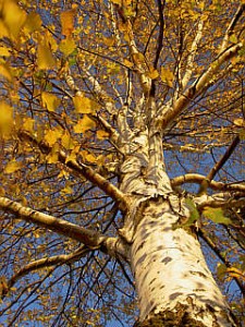 Birch Worst Tree