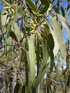 Eucalyptus Worst Tree