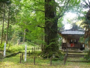 Ginko