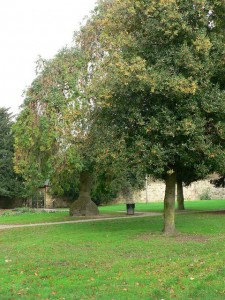 Holly Worst Tree